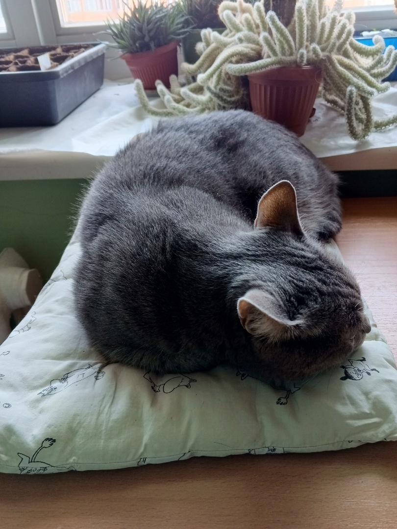 Шерстка тёпленькая становится