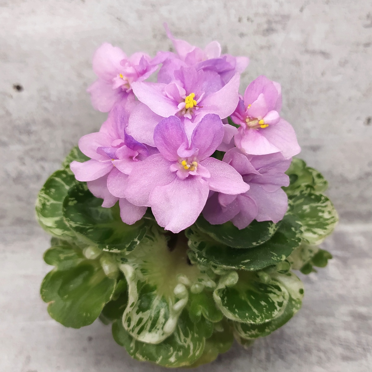 ВОЛЯ-Сиреневый Закат, миниатюра