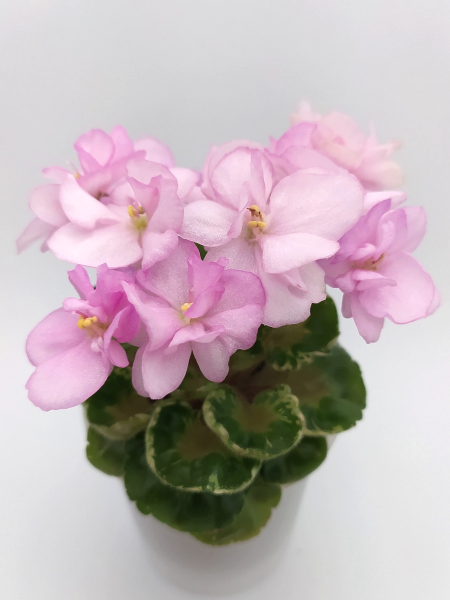 ВОЛЯ-Розовая Мечта, миниатюра