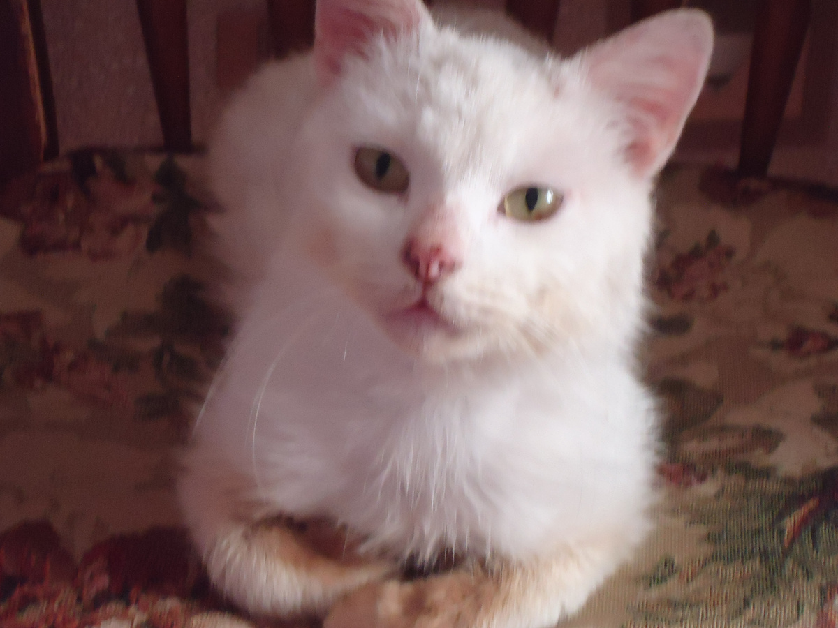 28 марта 2025 года. Немножечко отмыли шерсть и откапали глазки.