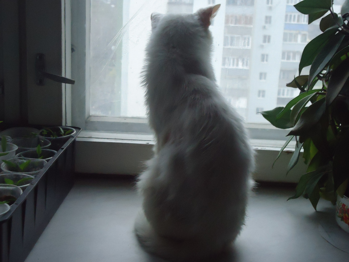 7 апреля 2025 года. Осваивает подоконник.