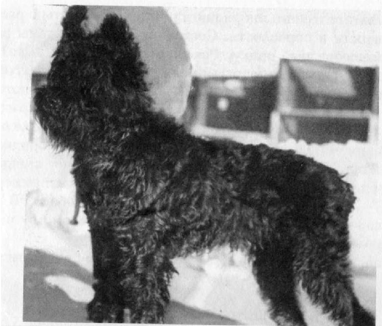 А точнее, вот в этого ризена, и даже фото сохранилось. Видно, что триммингом в то время особо не заморачивались. :)