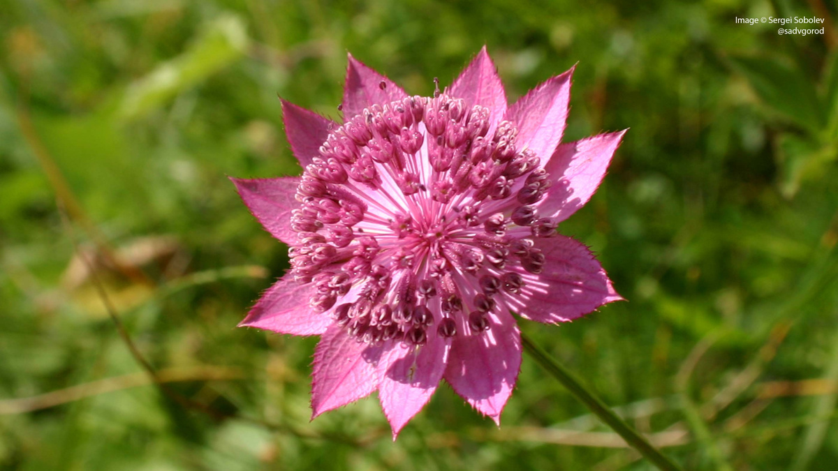 Звездовка наибольшая (Astrantia maxima) на горных лугах Западного Кавказа. 2 фото. На фото не отдельный цветок, а соцветие типа зонтик.