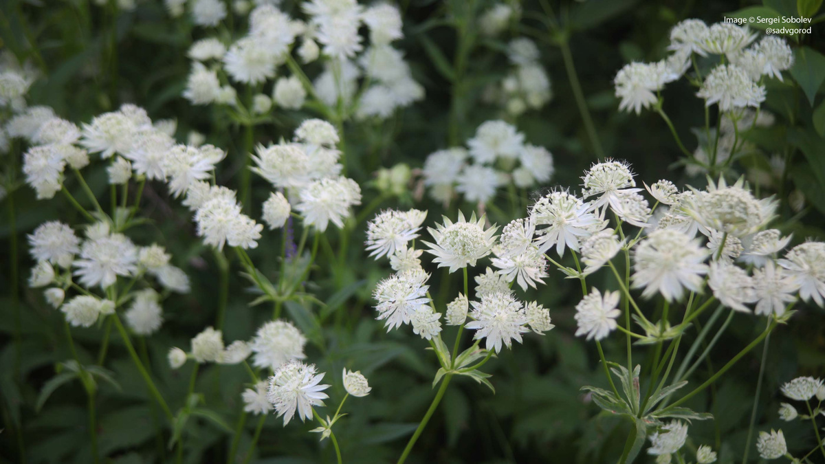 Соцветия-зонтики растут из одной почки и сами то же формируют зонтик.
