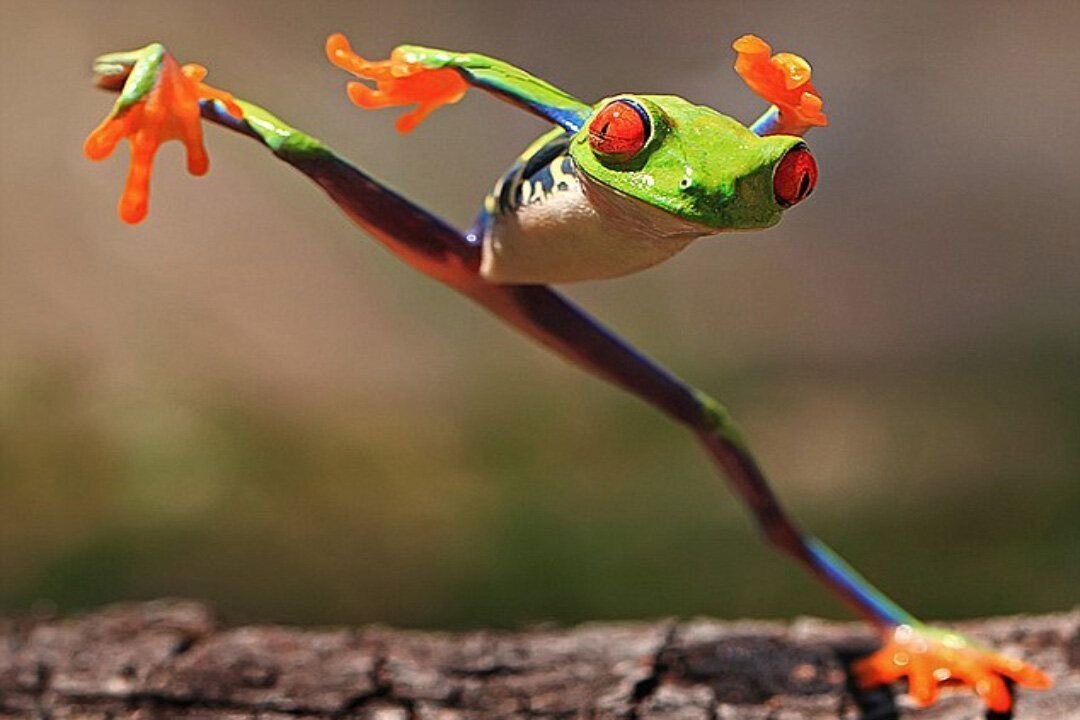 красноглазая квакша