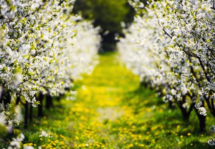    Галина Якуба - о болезнях сада и плюсах интегрированной защиты