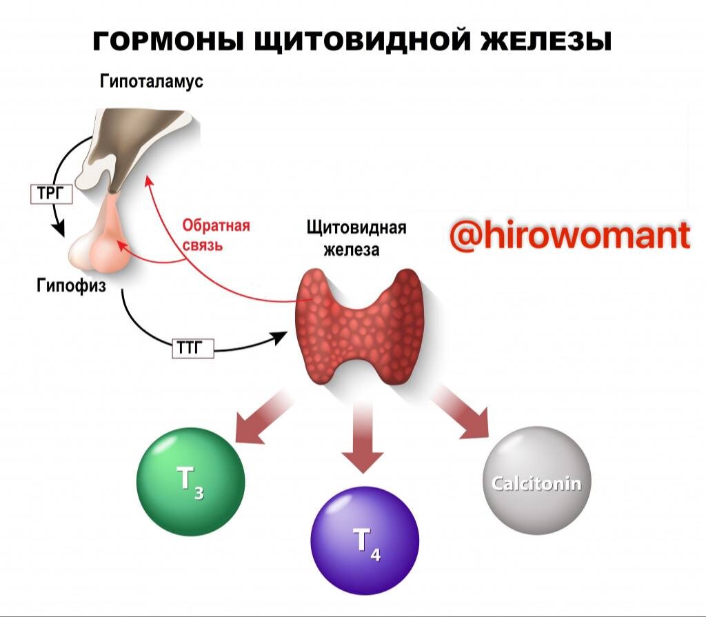 Гормоны щитовидной железы 