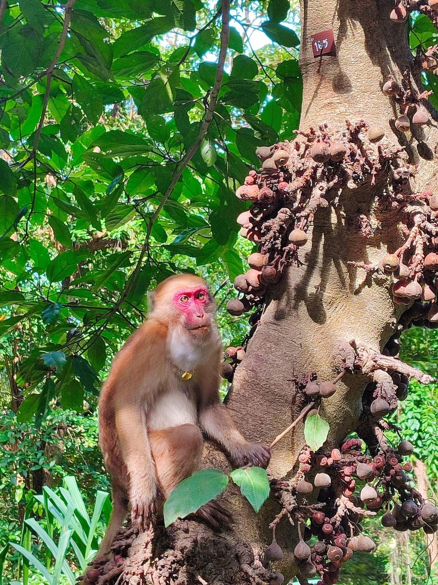 Обезъяны-рекетиры
