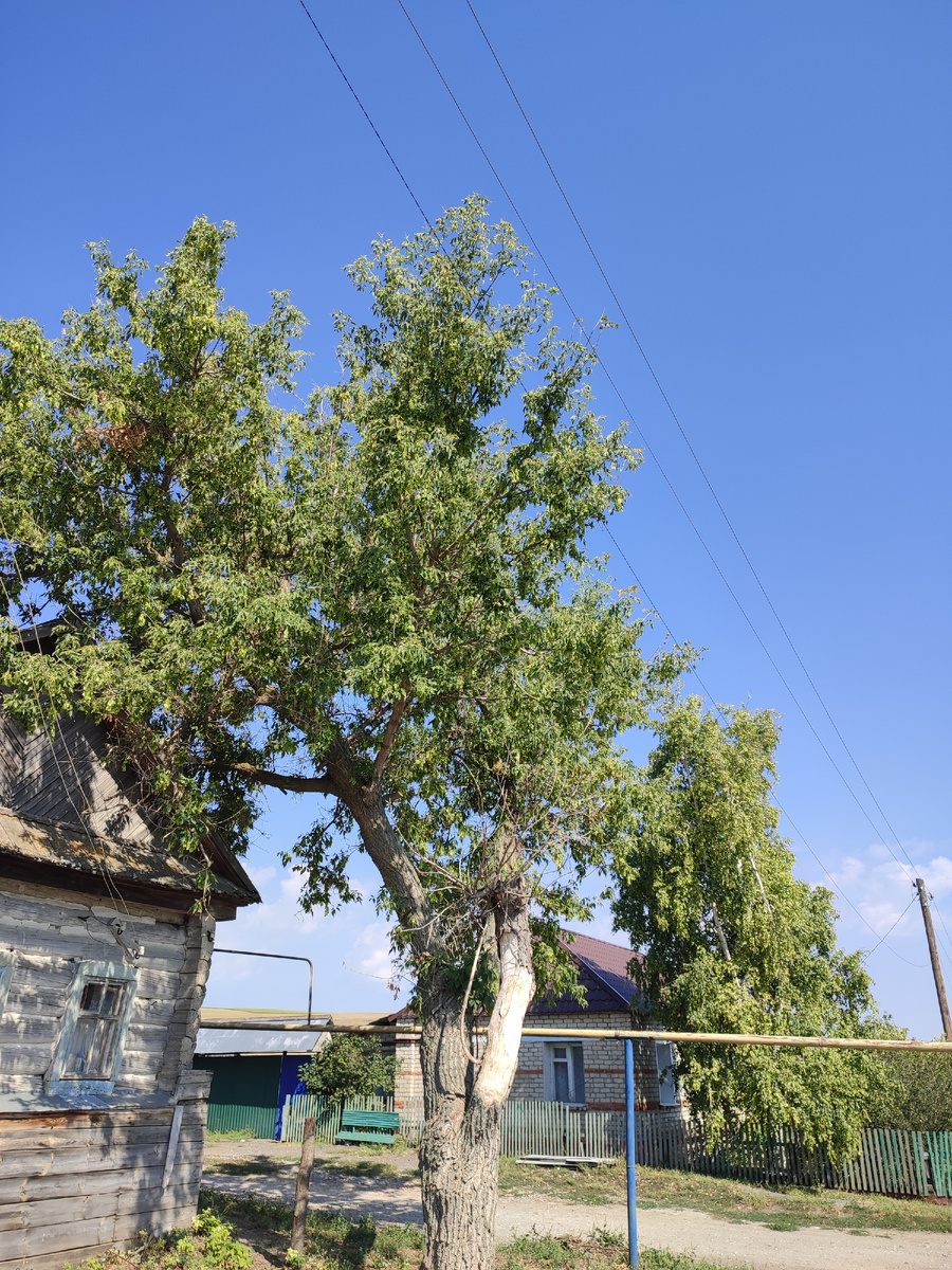 Вот как то так обстояли дела сначала. К сожалению начал поздно фоткать. Ещё были ветки которые поддались с лестницы.