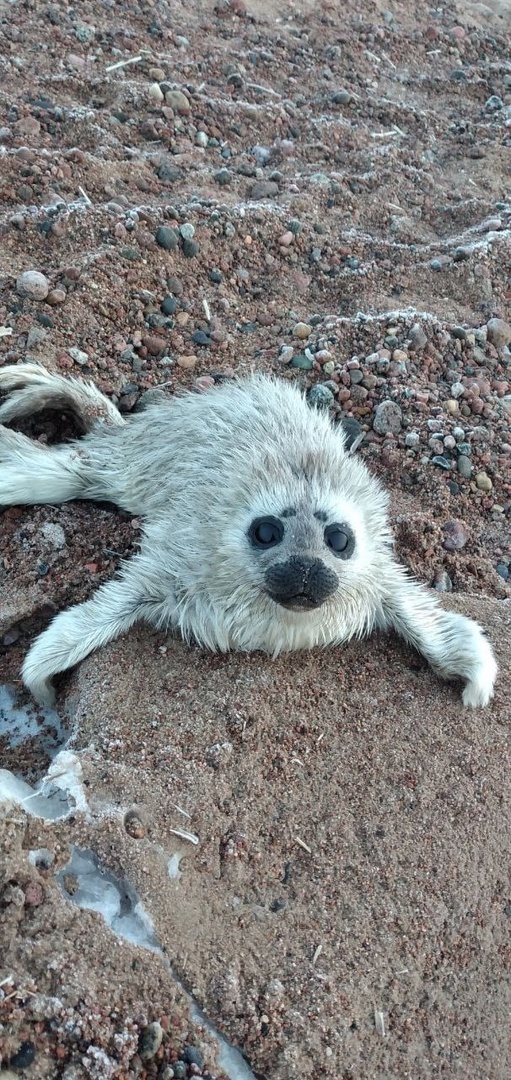    Спасенный детеныш балтийской нерпы. Фото: сообщество ВК "Спасение тюленей"