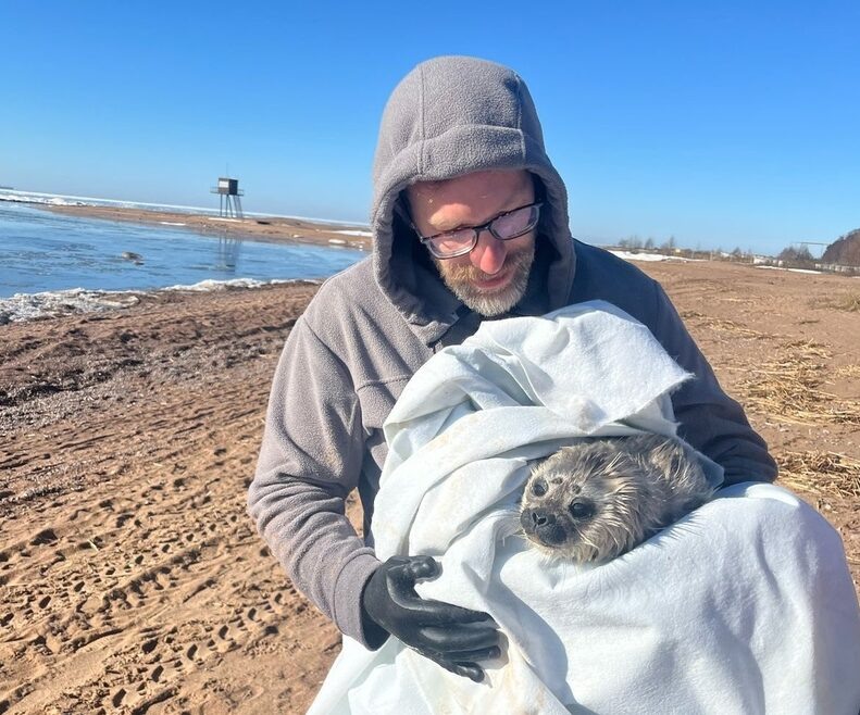    Нерпу отправили в реабилитационный центр. Фото: сообщество ВК "Спасение тюленей"