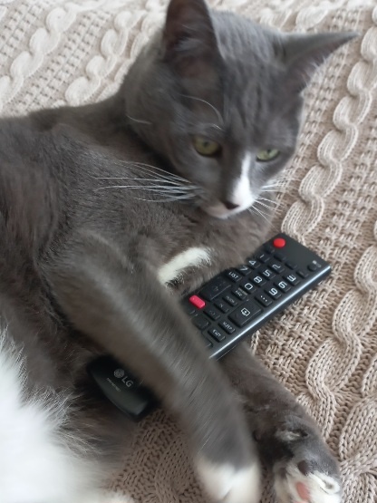 Хватит уже своего Шефа смотреть, лучше поиграй со мной 😽