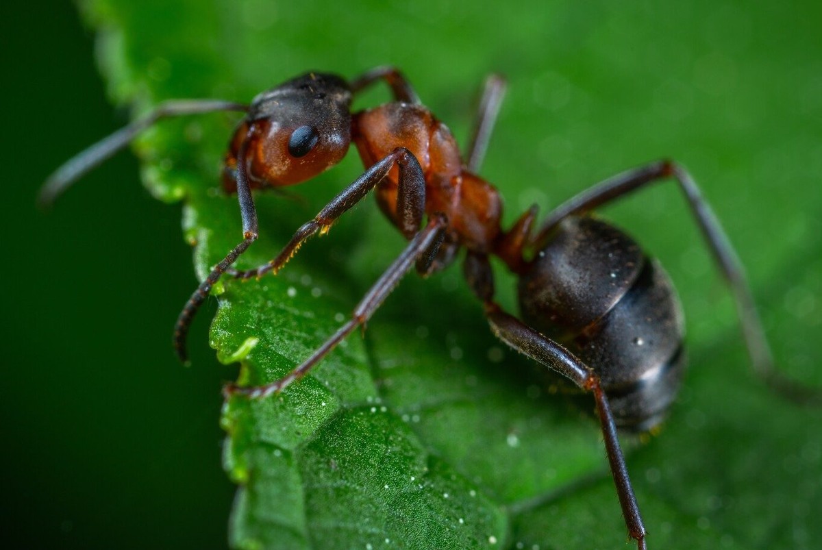 Муравей. Фото взято из открытого доступа.