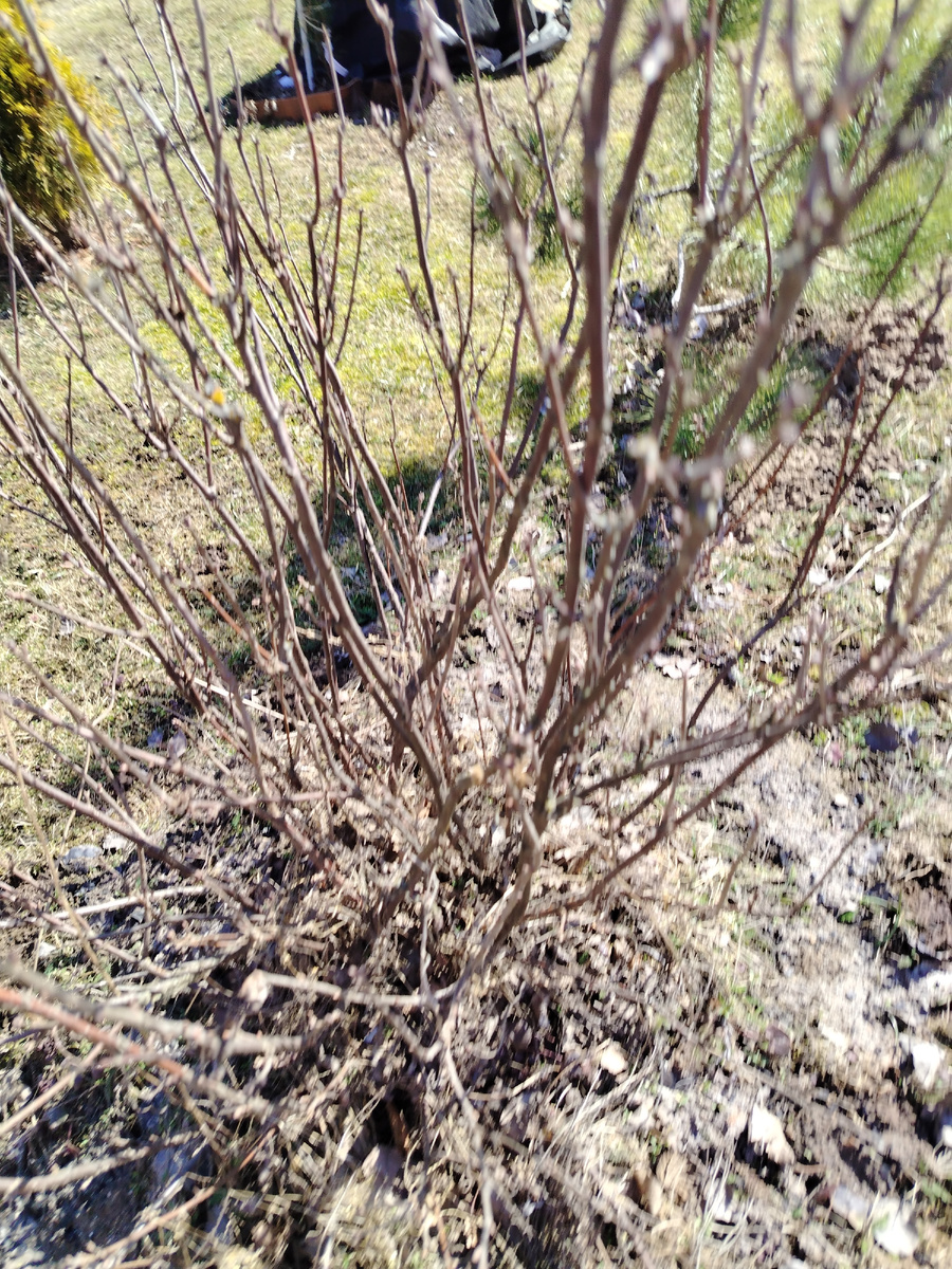 Куст белой смородины