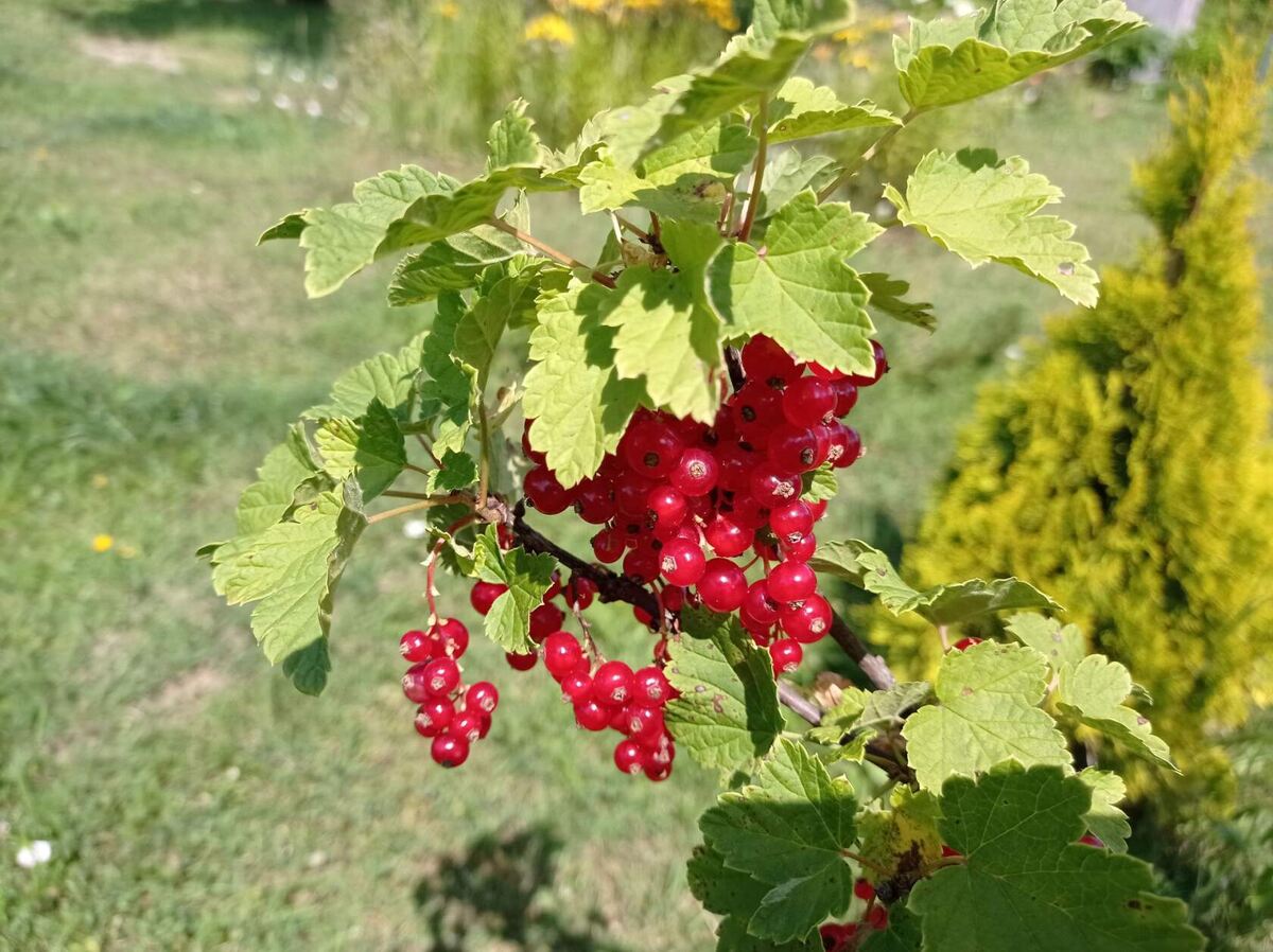Куст красной смородины на моей даче