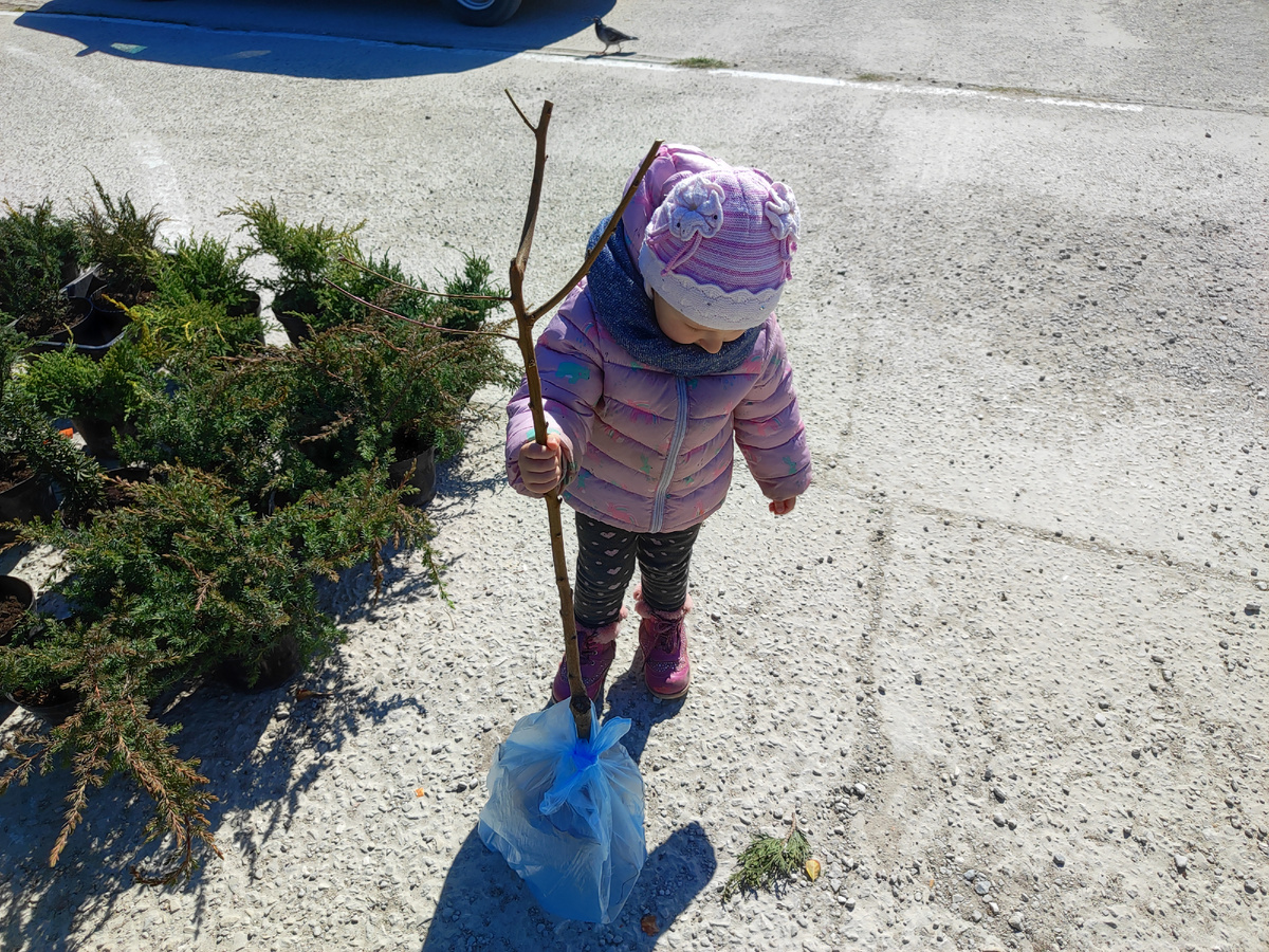 покупаем саженцы на рынке