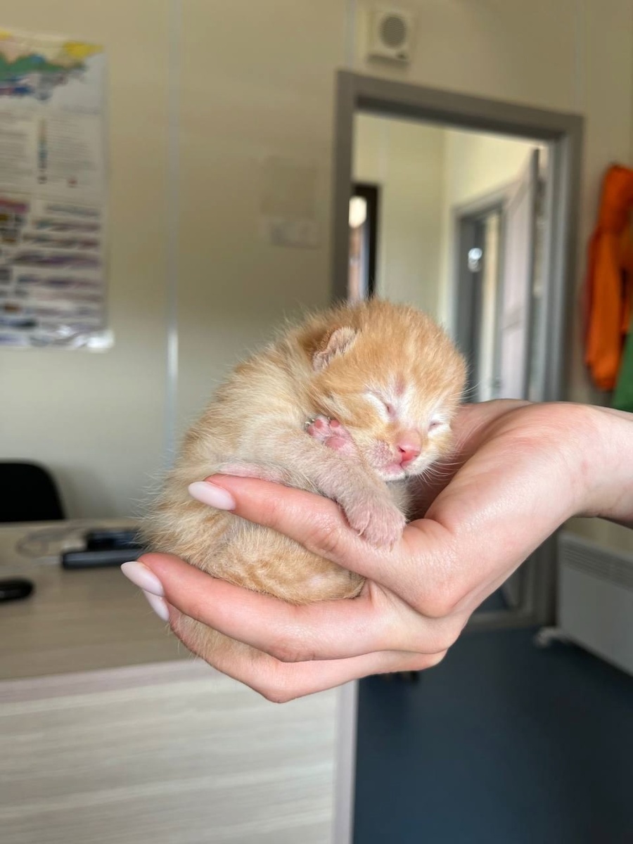 Интересно, кем станут эти малыши?