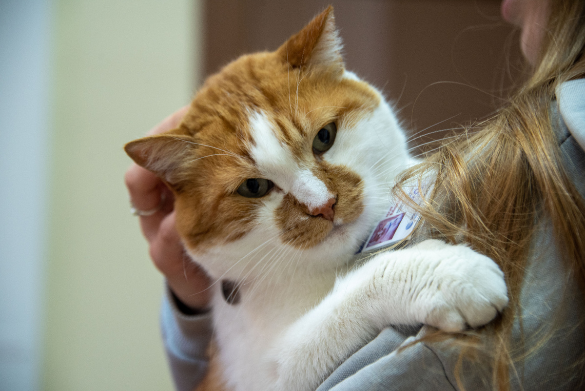 Мур, и новая статья в Дзене.