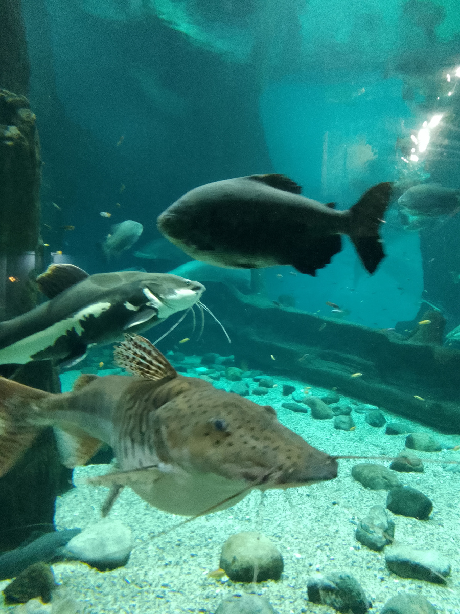 океанариум 