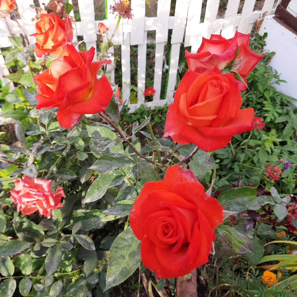 Роза из пересорта 24