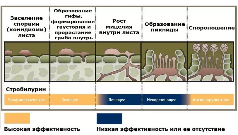 Эффективность стробилуринов. Фрагмент иллюстрации с сайта direct.farm
