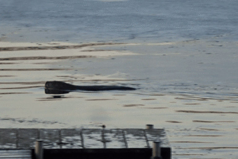 Хвост-лопата не позволяет бобру нормально прыгать, зато выполняет несколько важнейших функций. Это и руль для манёвренного плавания, и хранилище для питательных веществ, и терморегулятор, который помогает бобру не перегреваться летом и не мёрзнуть зимой. А ещё «сигнализация» для сородичей! Видео: Thomas Koffel, CC BY