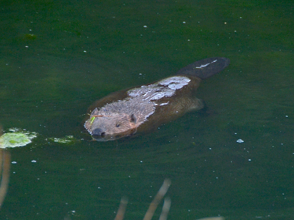 Фотография: Olga Ernst, CC BY-SA 4.0