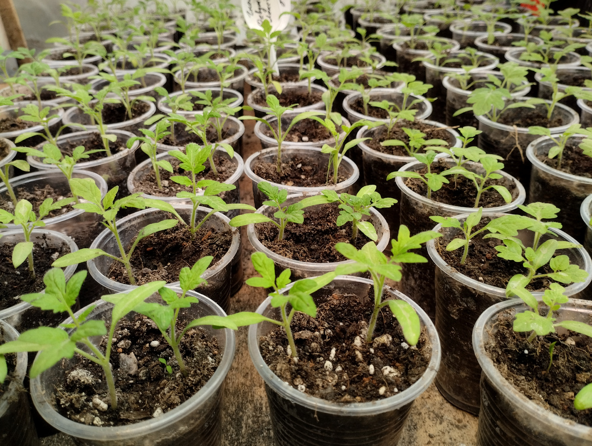 Рассада попикированная в стаканчики