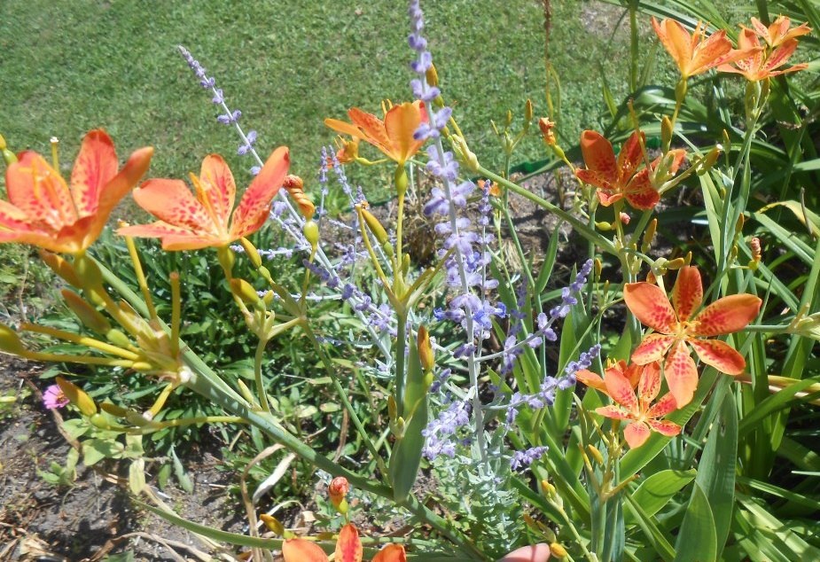 Беломканда ( все фото мои)