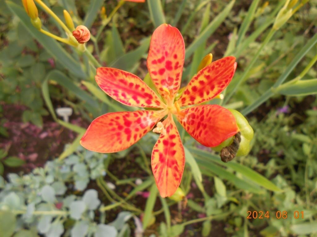 цветок беломканды