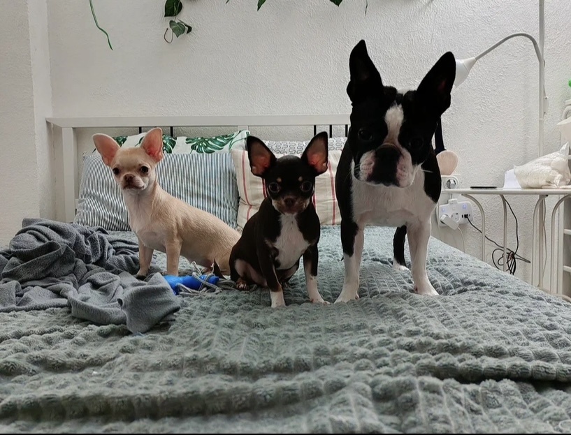 Чихобостонская банда 