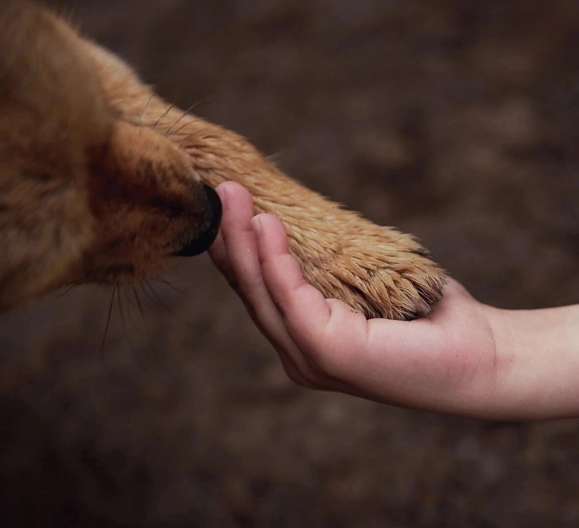 Человек собаке – друг!