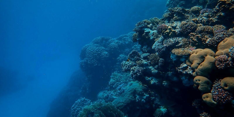 Источник: Сусанин