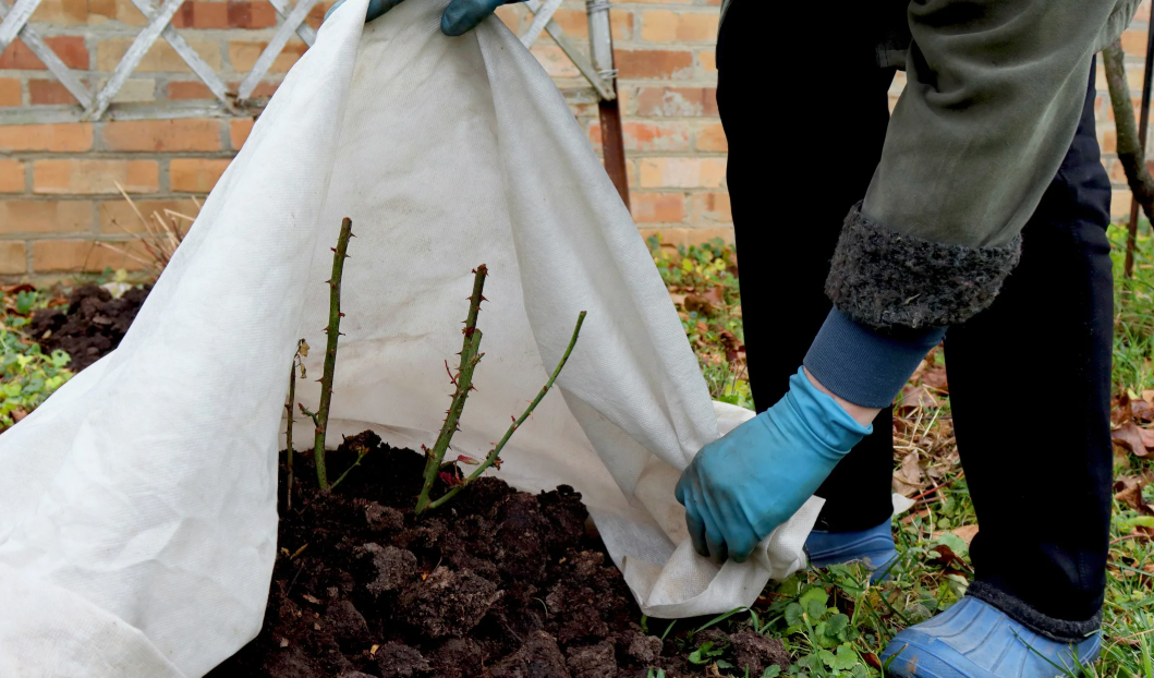 когда открывать розы после зимы