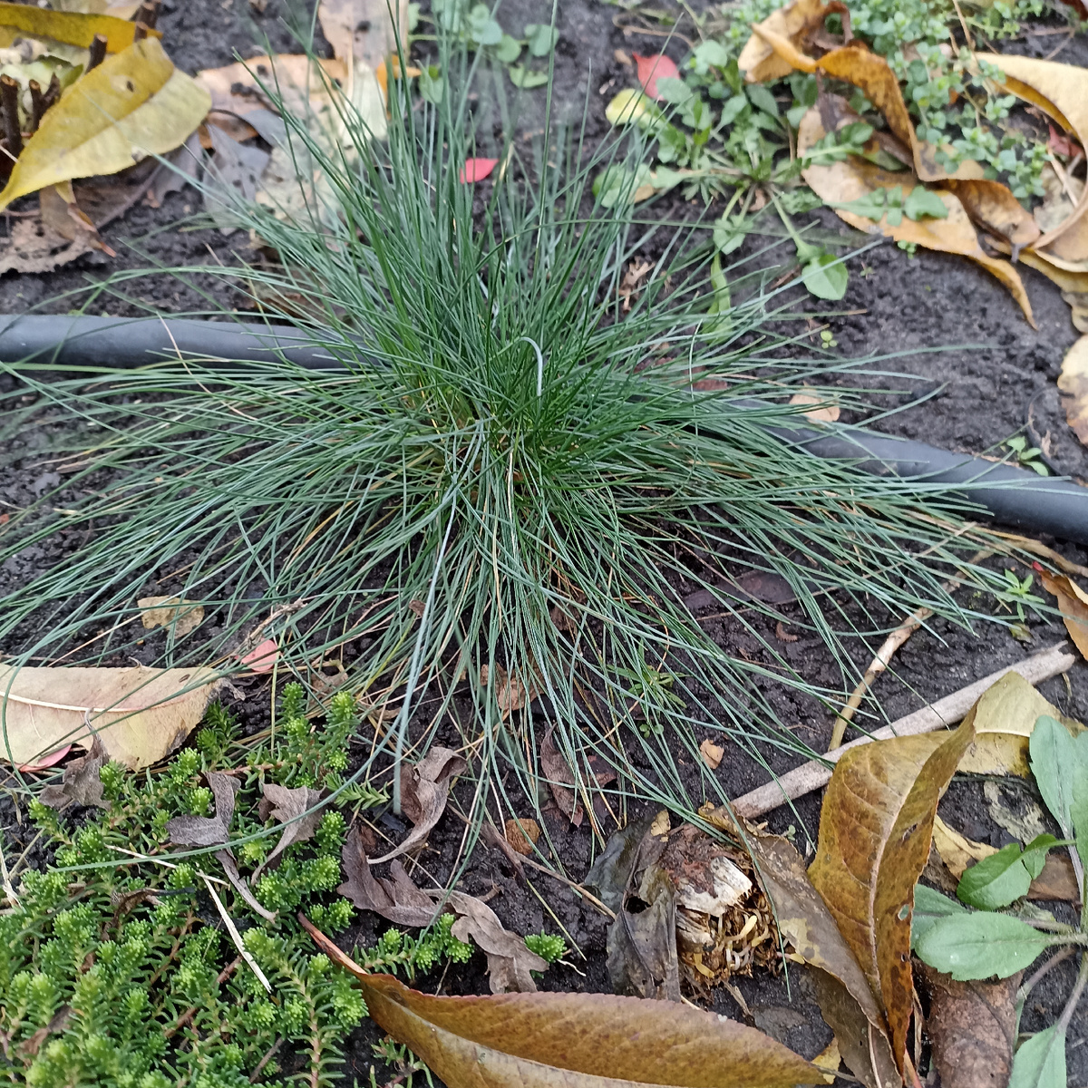 Этот куст вырос за сезон 