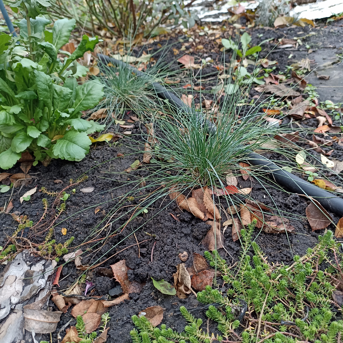 Мои малыши в конце ноября. 