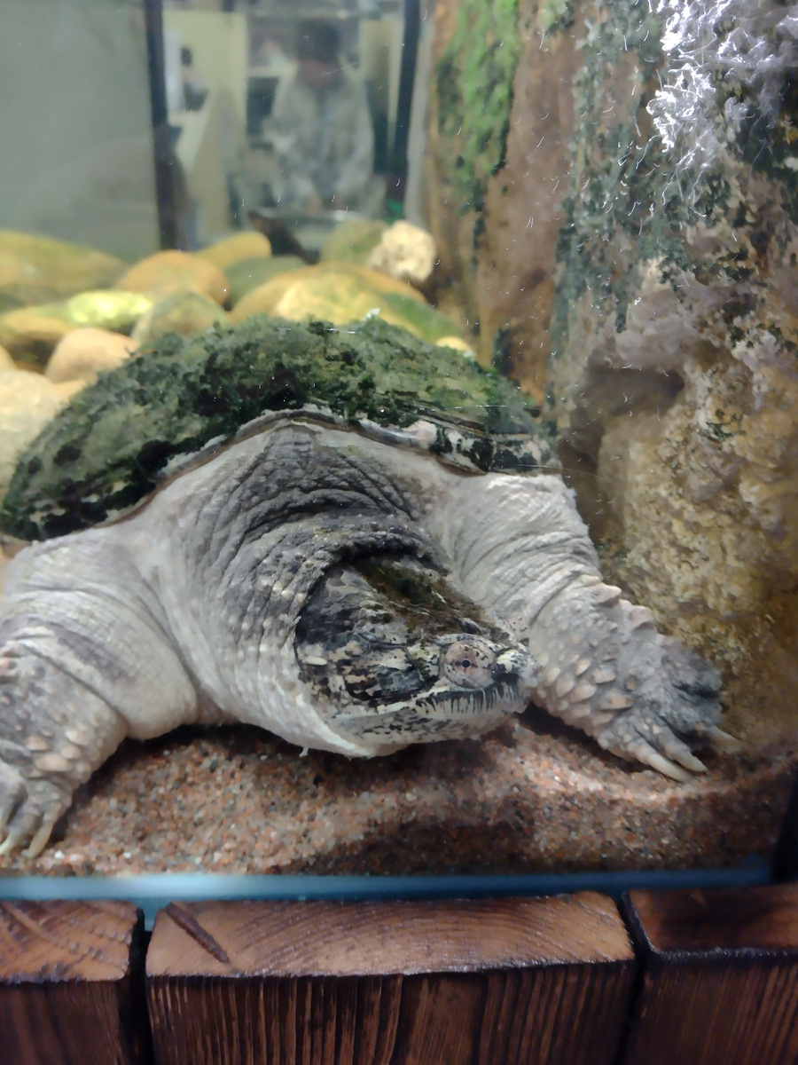 Картинка для привлечения внимания)) Черепаха из океанариума Спб