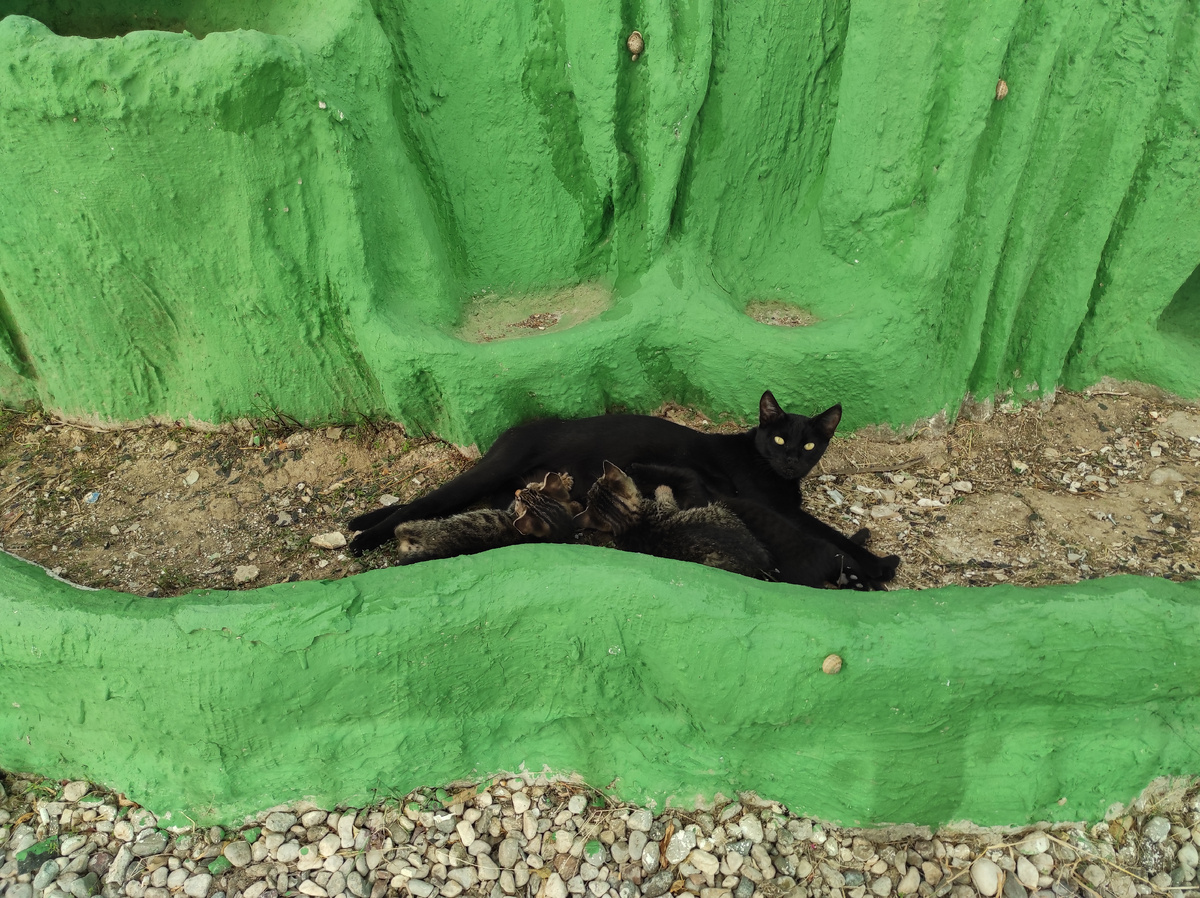 День уважения кошки. 