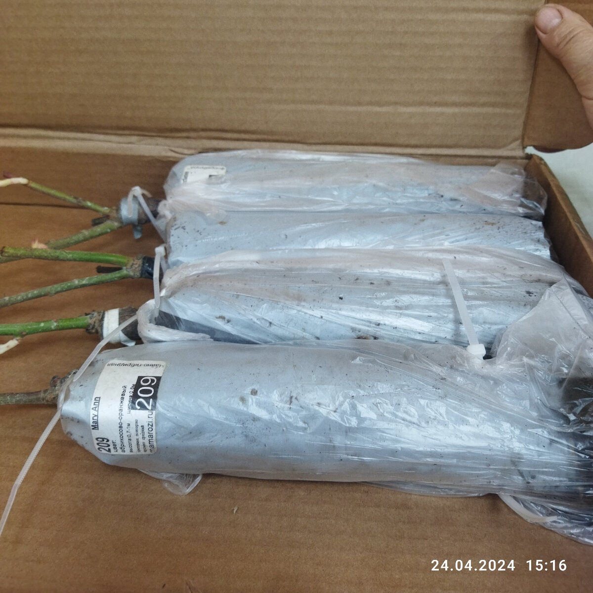 Все саженцы прикреплены в двух местах к коробке стяжками. И корни упакованы очень плотно. 