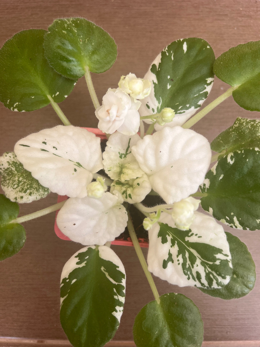 Совсем Белоснежка 