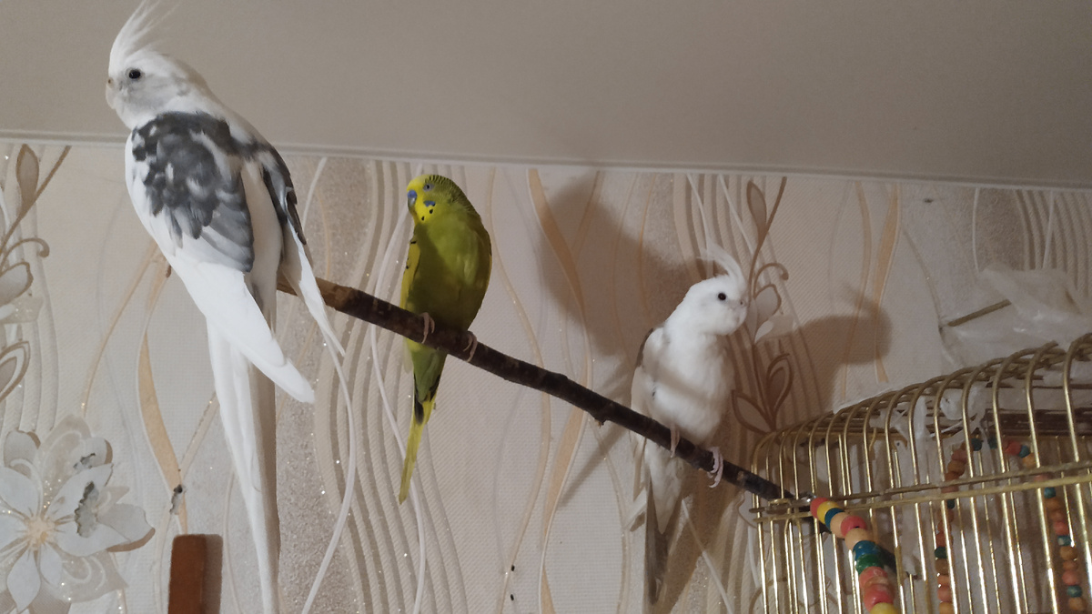 Крош, Ромочка и Плюша в клетку сегодня не полезли