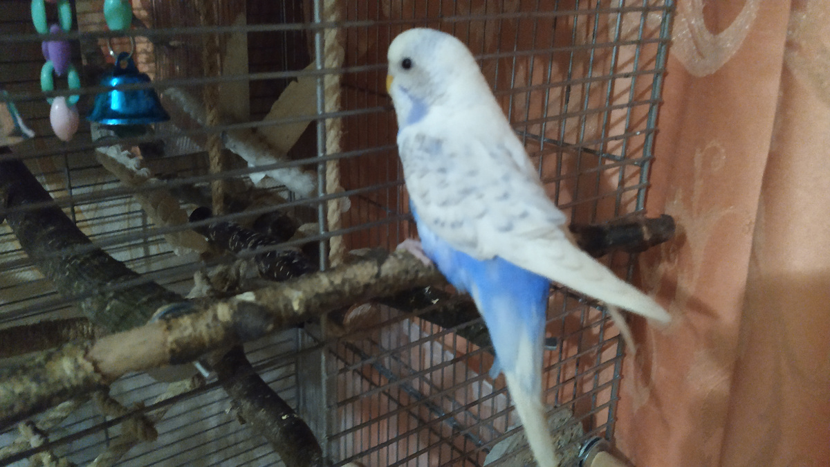 Симочка сначала зашла в клетку, повыбирала жёрдочки, и вылезла на внешнюю жёрдочку