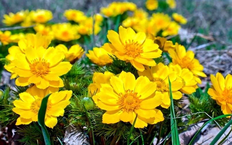 Адонис весенний