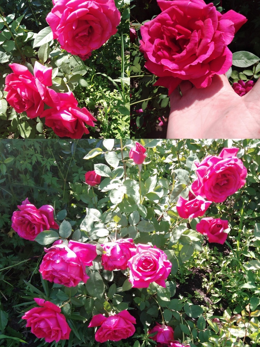 фотоколлаж Татьяны