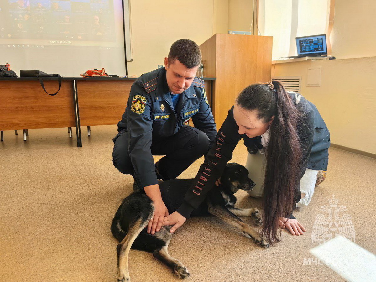 Нижегородских пожарных начали обучать оказанию первой помощи животным. На живой собаке врачи показали пожарным, какие действия необходимо совершать, при асфиксии, если животное отравилось угарным газом, объяснили, как быстро оценить состояние животного, как прощупать пульс, обнаружить расположение сердца, как нащупать вену и многие другие необходимые для оказания первой помощи. Присутствующие смогли своими руками попробовать проведение реанимационных мероприятий на живом четвероногом друге человека, а именно непрямого массажа сердца. Данные занятия будут продолжены на постоянной основе, для охвата максимального количества огнеборцев.