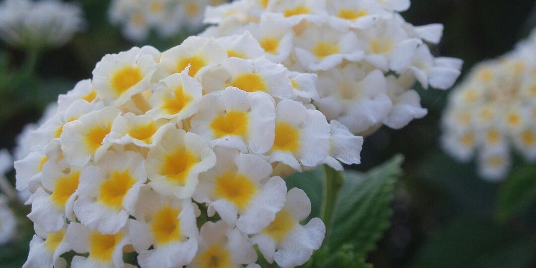 Это растение не боится жары и холода: вот почему его выбирают для сада