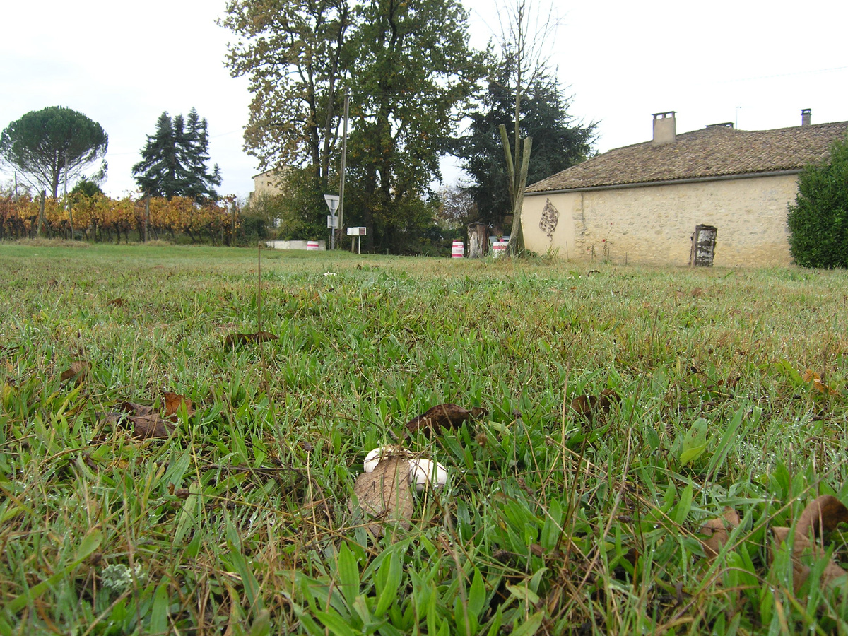 Шампиньоны на этот раз.