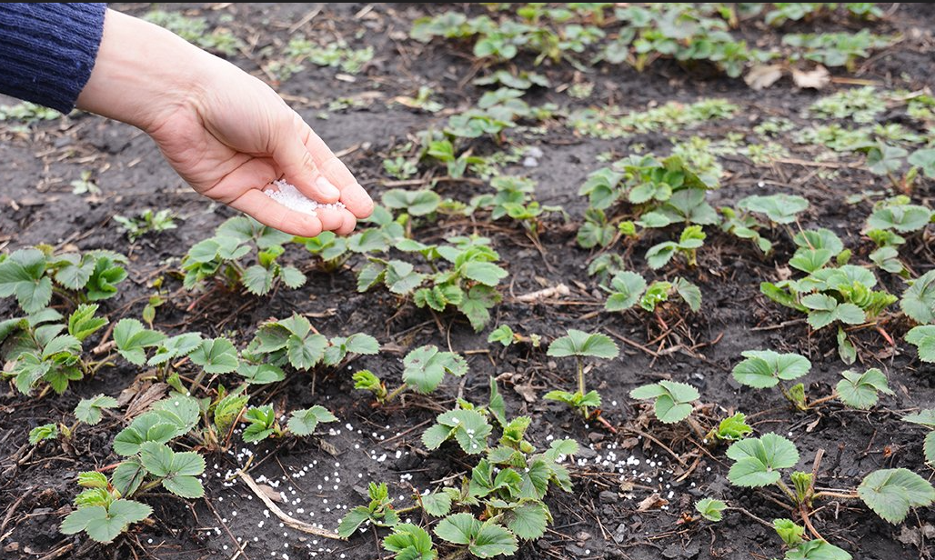 Уход за клубникой ранней весной