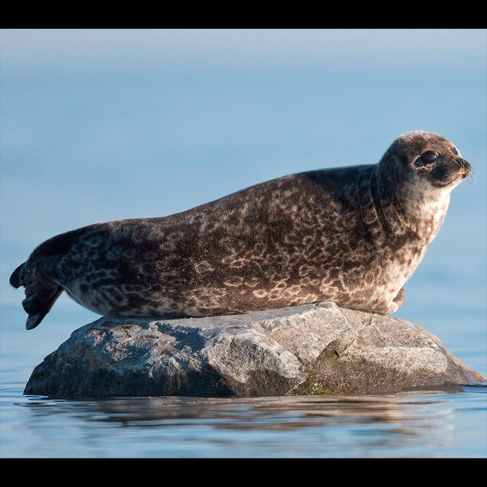 Фото из поисковой системы Яндекс