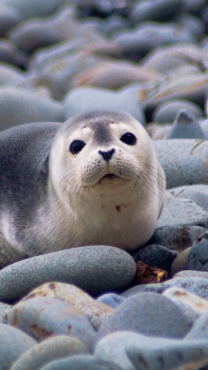 Фото из поисковой системы Яндекс